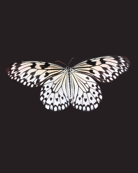 The Butterfly Art Print