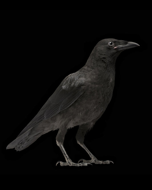 The Crow Art Print