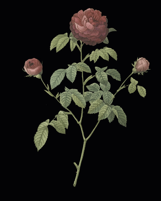 The Vintage Roses Art Print