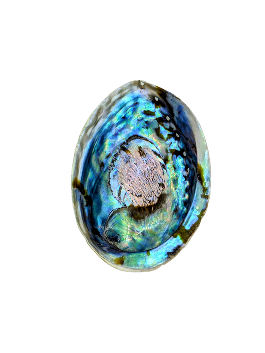 Large Abalone Shell