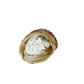 Medium Abalone Shell